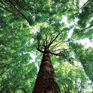albero-monumentale-faggione-monte-amiata