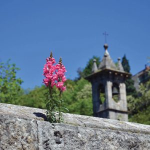 bocche-di-leone-dettaglio-santa-fiora