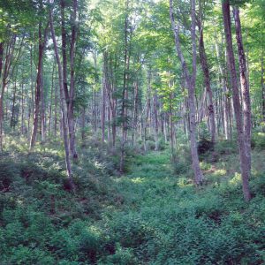 bosco-incantato-amiata