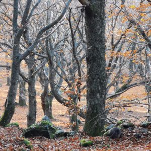 castagneto-le-camere