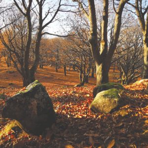 castagneto-le-camere-in-autunno