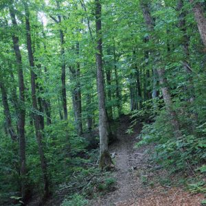 passaggio-castagni-abeti-bianchi-monte-amiata