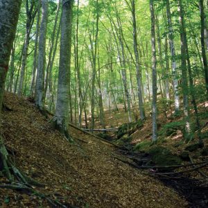 passeggiare-faggeta-monte-amiata