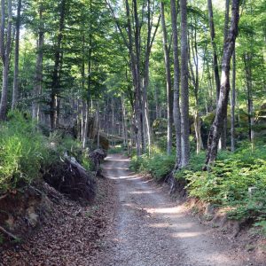 porta-naturale-faggeta-monte-amiata