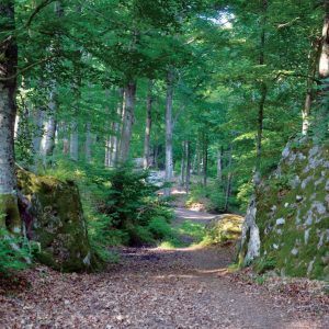 splendida-amiata-verso-capovetra