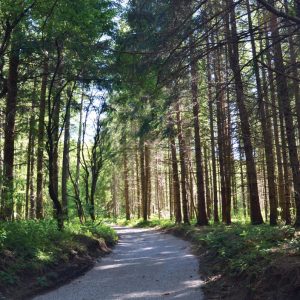 strada-bosco-abeti-bianchi-santa-fiora
