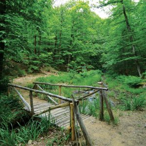 torrente-sorgente-passeggiata-fresca-bosco